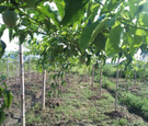 叠彩区20亩百香果急转