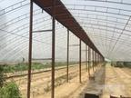 郑州西郊个人出租钢结构温室蔬菜大棚 3.5亩