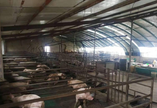 急转赛罕区榆林镇苏木沁村养猪厂养殖基地